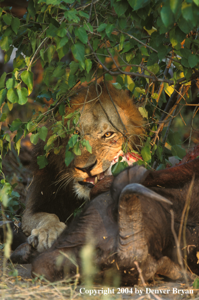 Male African lion with kill.