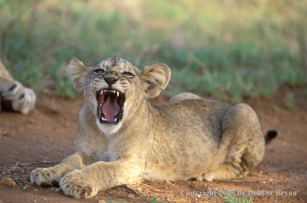 Lion cub in habitat. Africa.