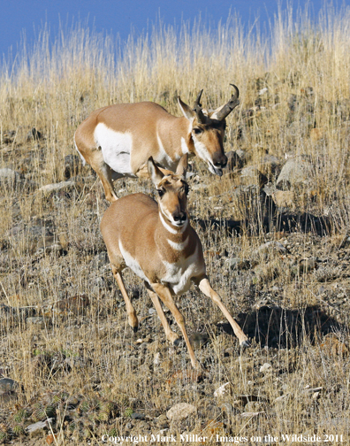 American Pronghorn Antelope buck chasing doe during the rut.