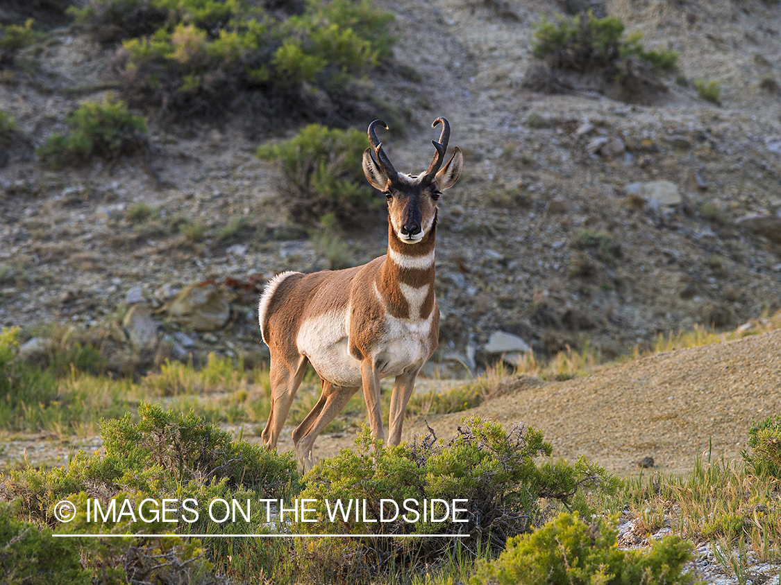 Antelope in habitat.