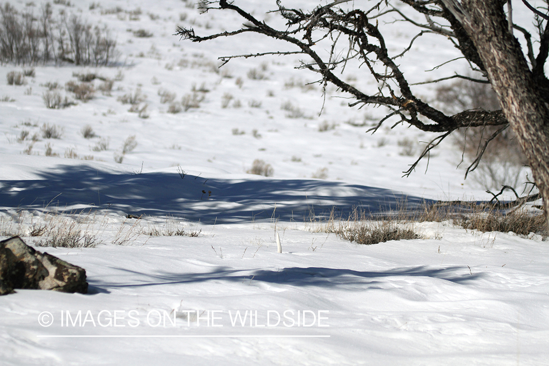 Shed sticking out of the snow.