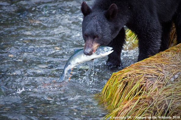 Black bear catching salmon in Alaska. 