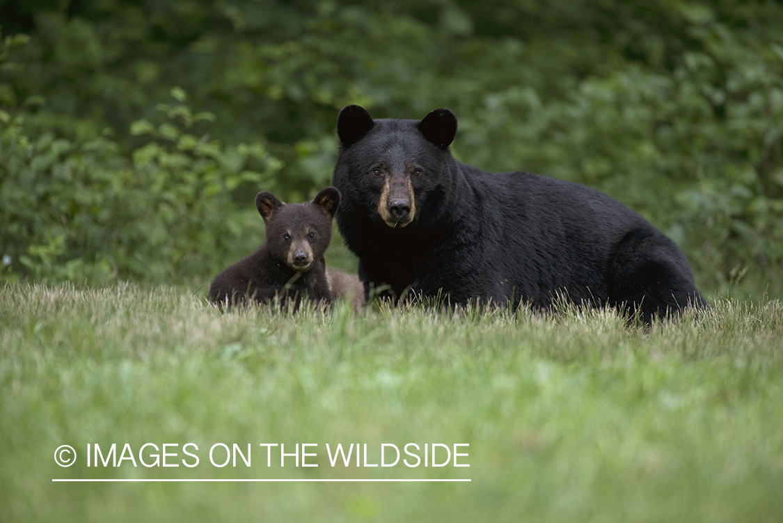 Black Bear sow with cub in habitat.