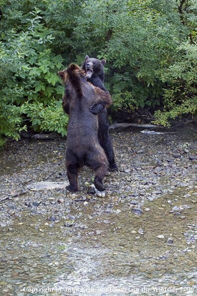 Brown bear in river.