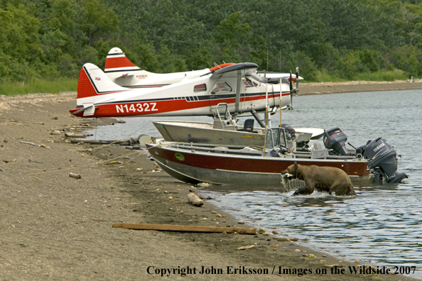 Brown bear with fish walking near camp