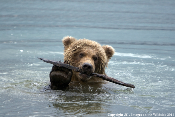 Brown Bear in water.