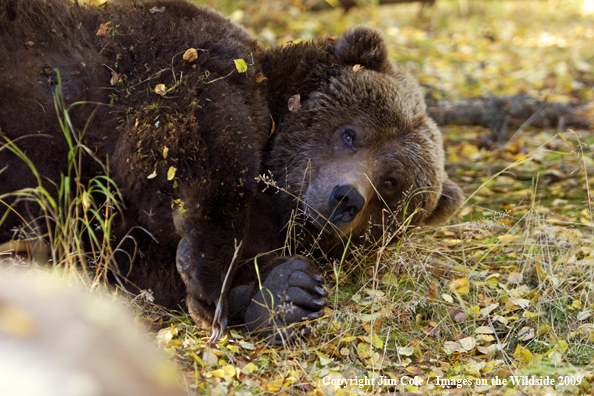 Grizzly bear in habitat