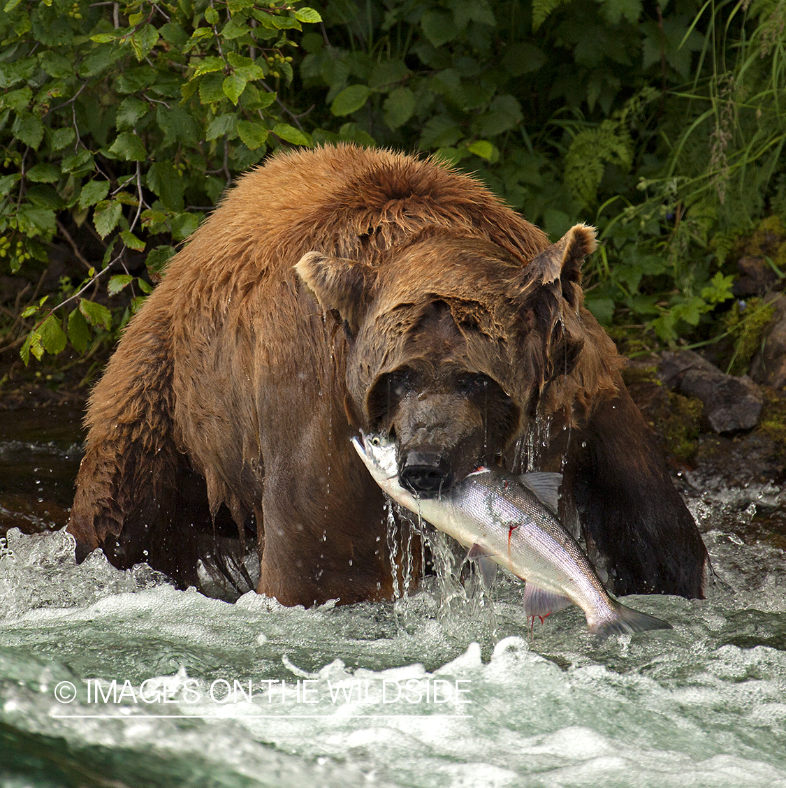 Grizzly bear fishing in river. 