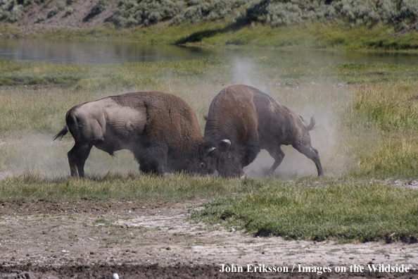 American Bison bulls fighting.