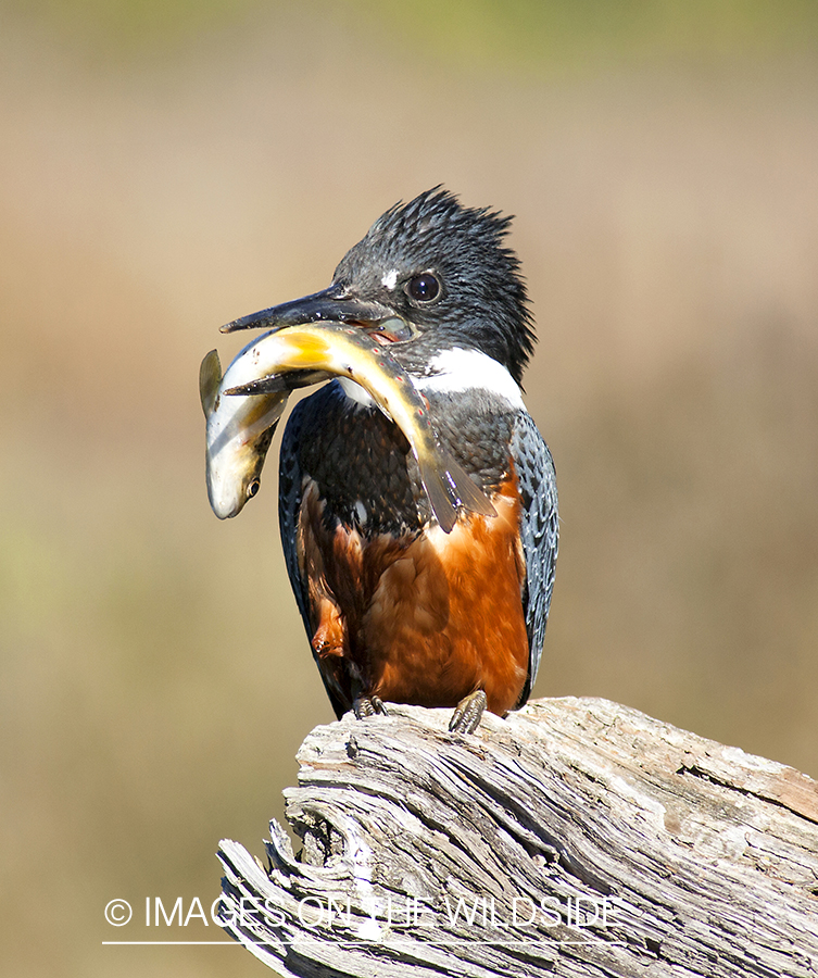 Kingfisher with Brook Trout.