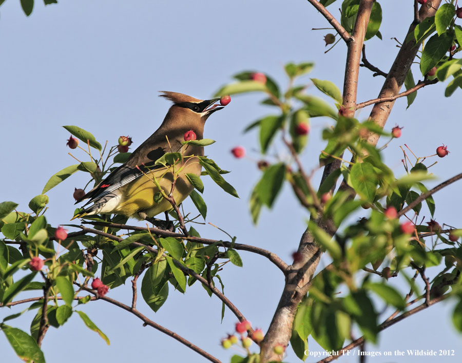 Cedar Waxwing in habitat.