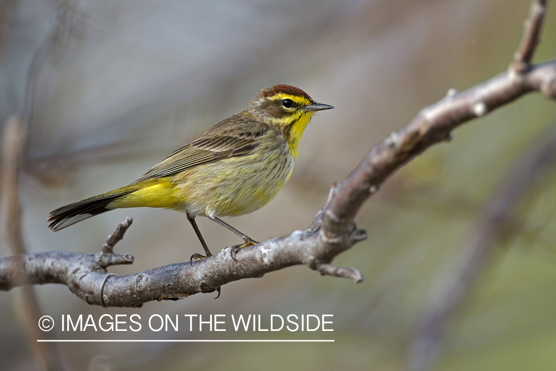 Palm Warbler sitting on branch.