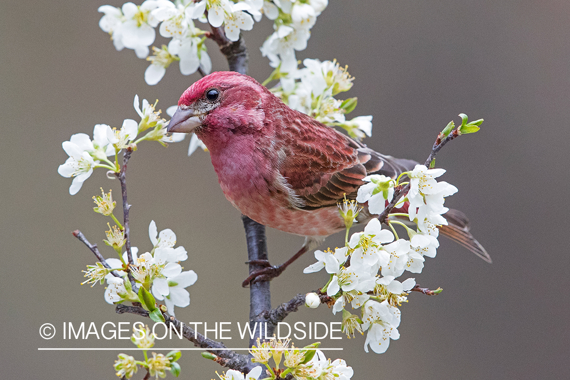 Purple Finch on branch.