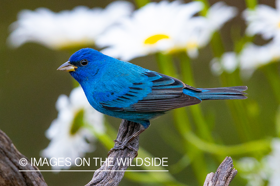 Indigo bunting on branch.