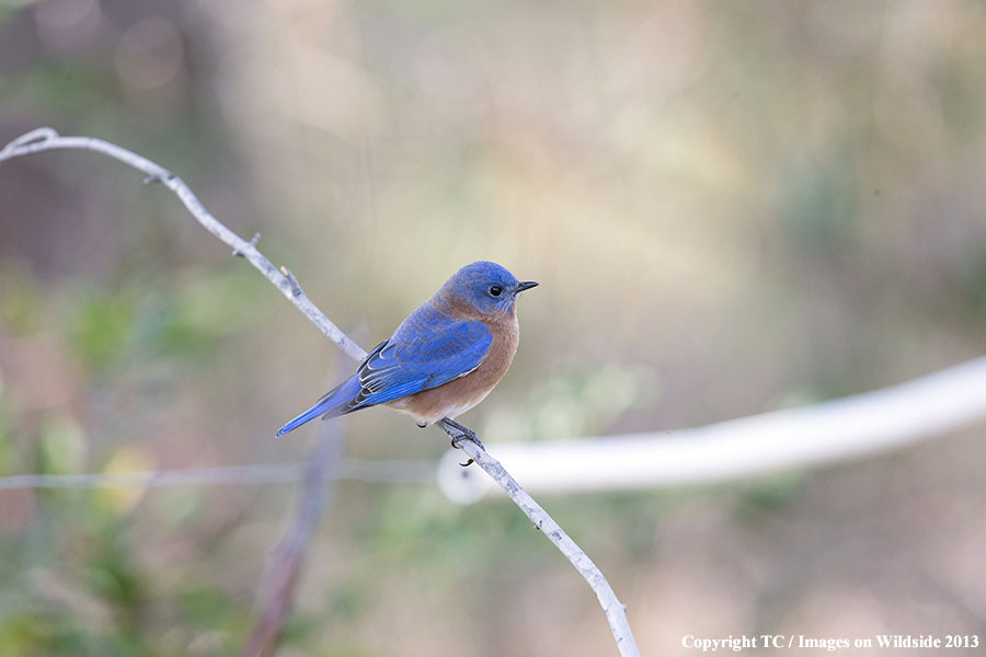 Eastern Bluebird in habitat.