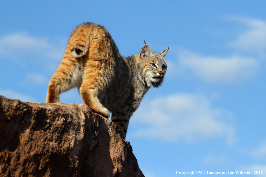 Bobcat in habitat.