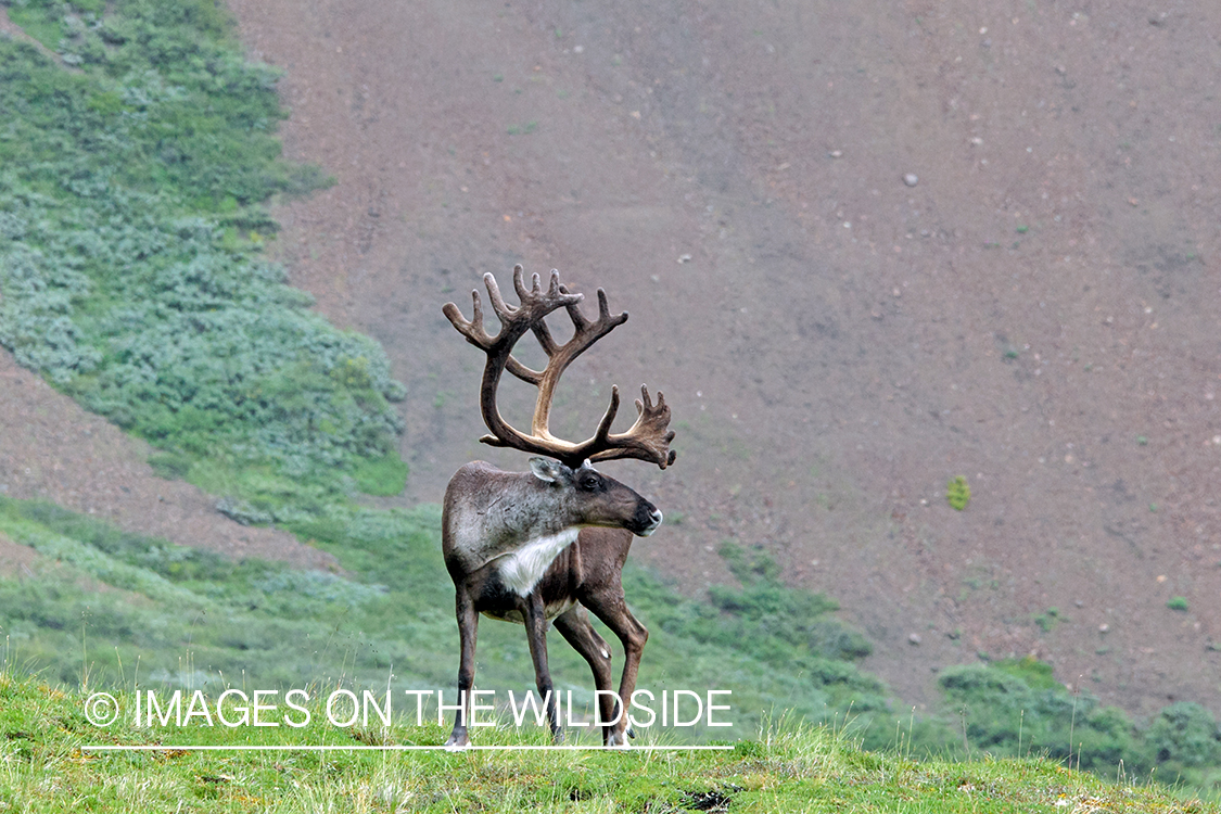 Barren Ground Caribou in velvet, Alaska.