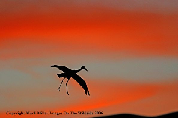 Sandhill crane in flight.