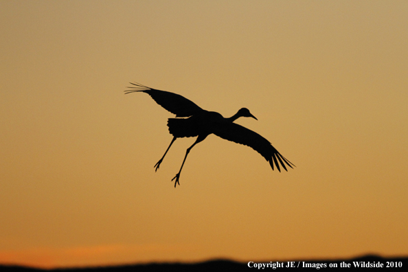 Sandhill crane in flight.