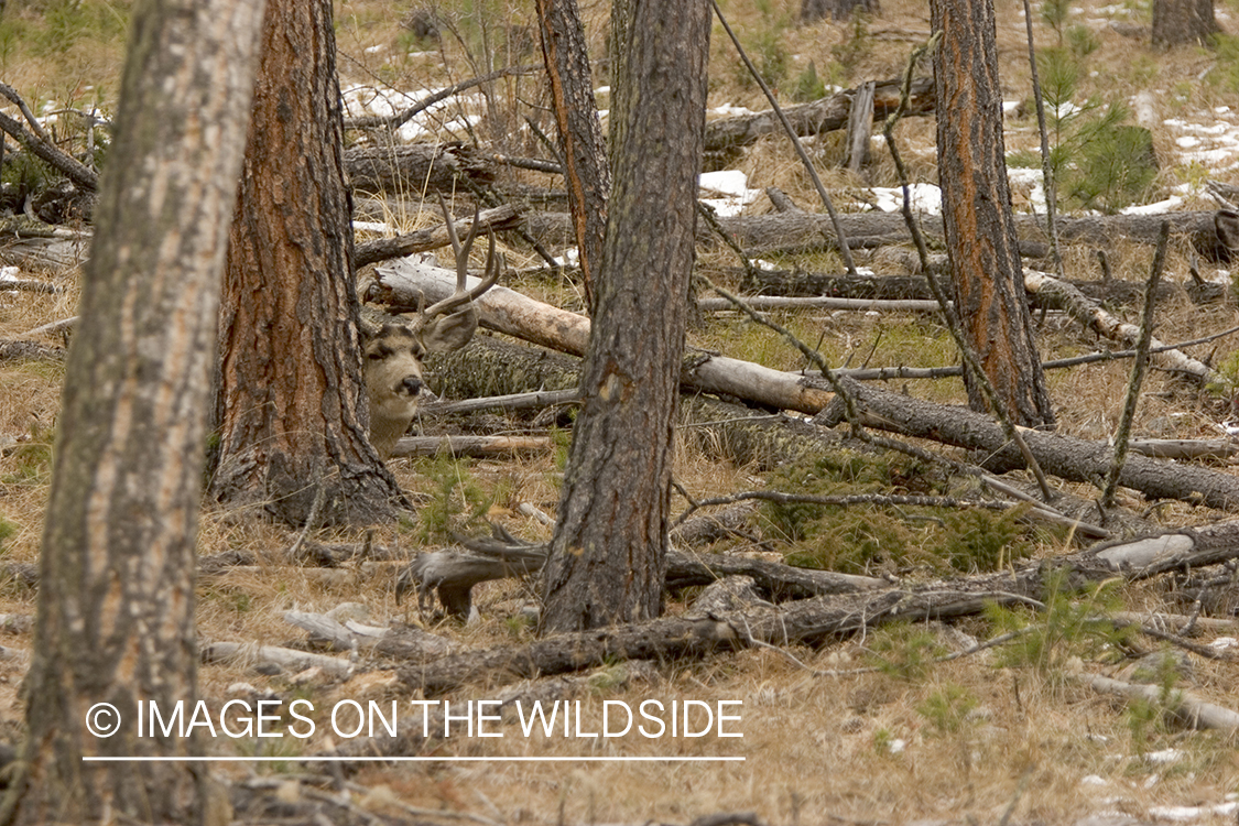 Mule deer buck bedded in forest.