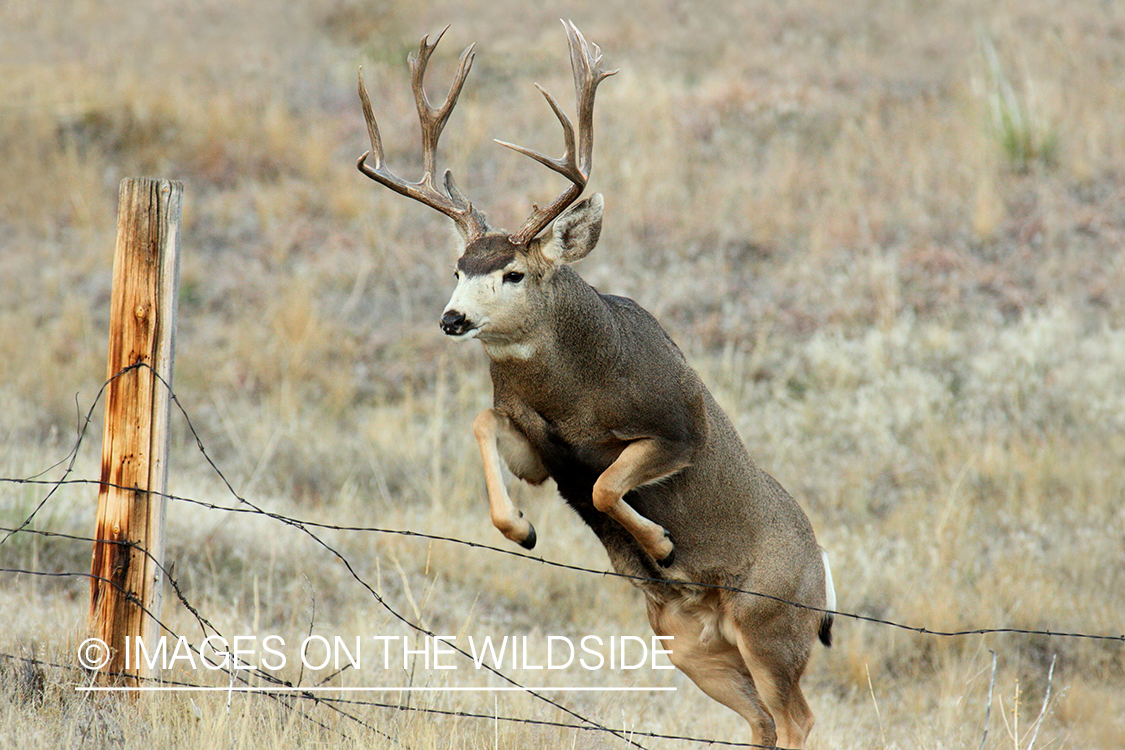 Mule buck jumping fence. 