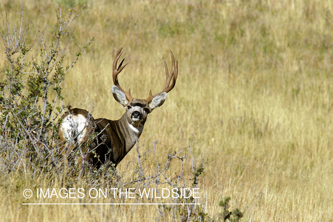 Mule deer buck in habitat. 