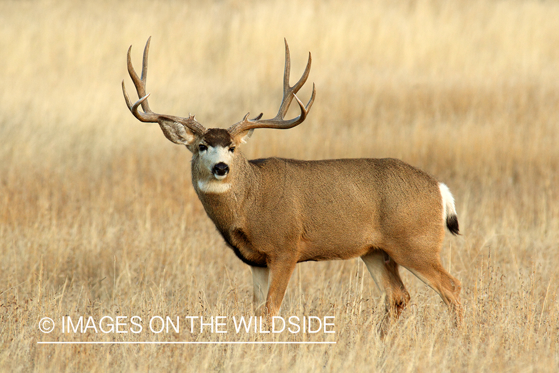 Mule deer buck in habitat. 