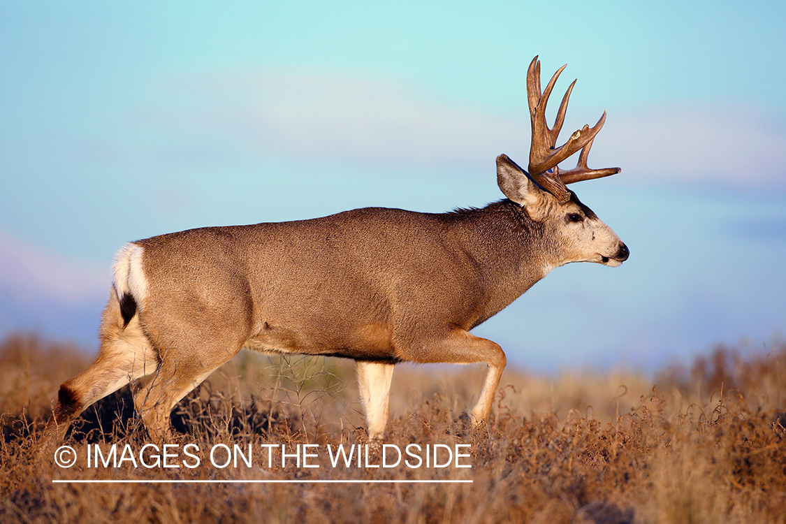 Mule deer buck in rut. 