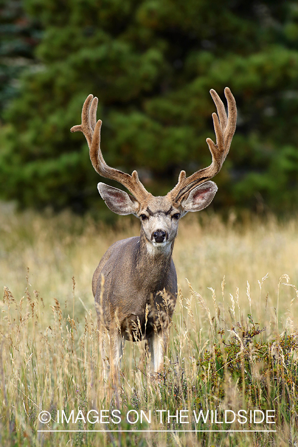 Mule deer buck in velvet.