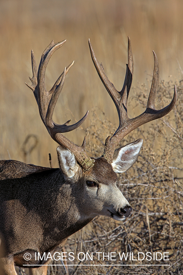 White-tailed buck in field in late fall.