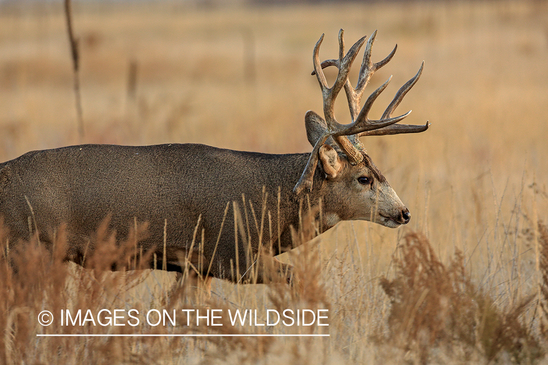 Mule deer buck in rut.