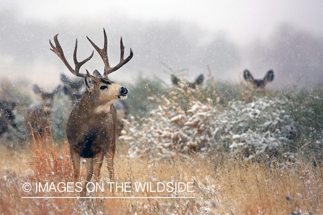 Mule deer buck in field.