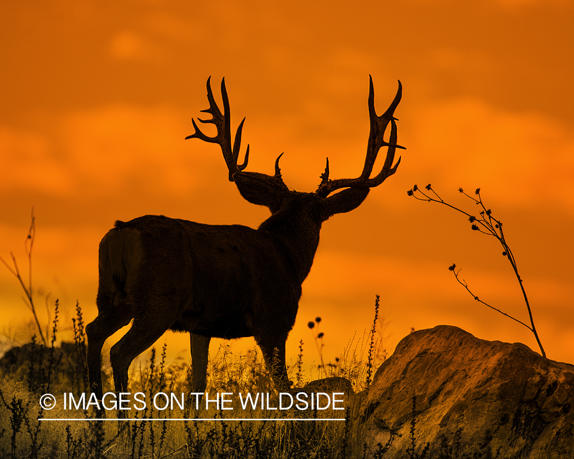 Mule deer buck silhouette in field at sunset.