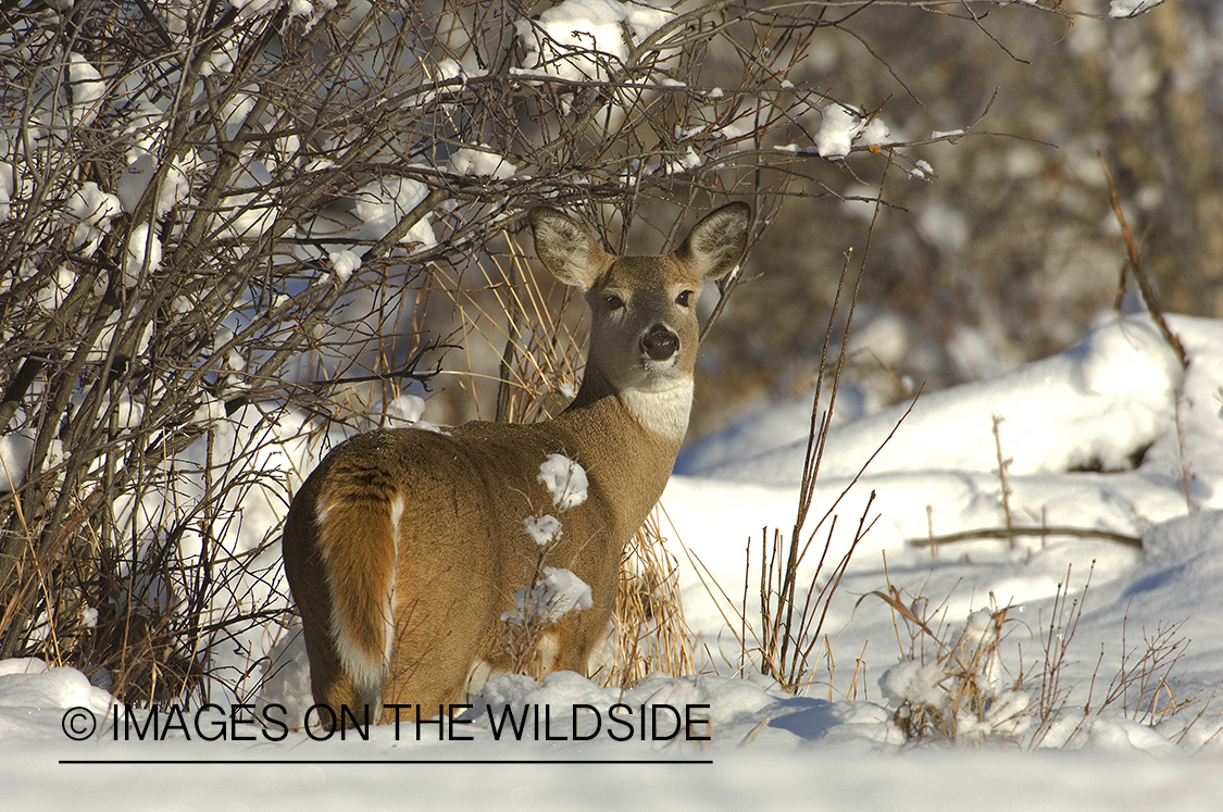 Whitetail Doe