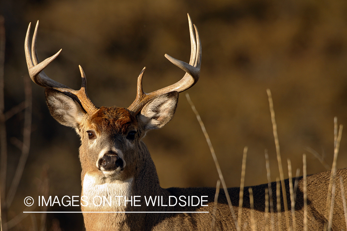 Whitetail Buck