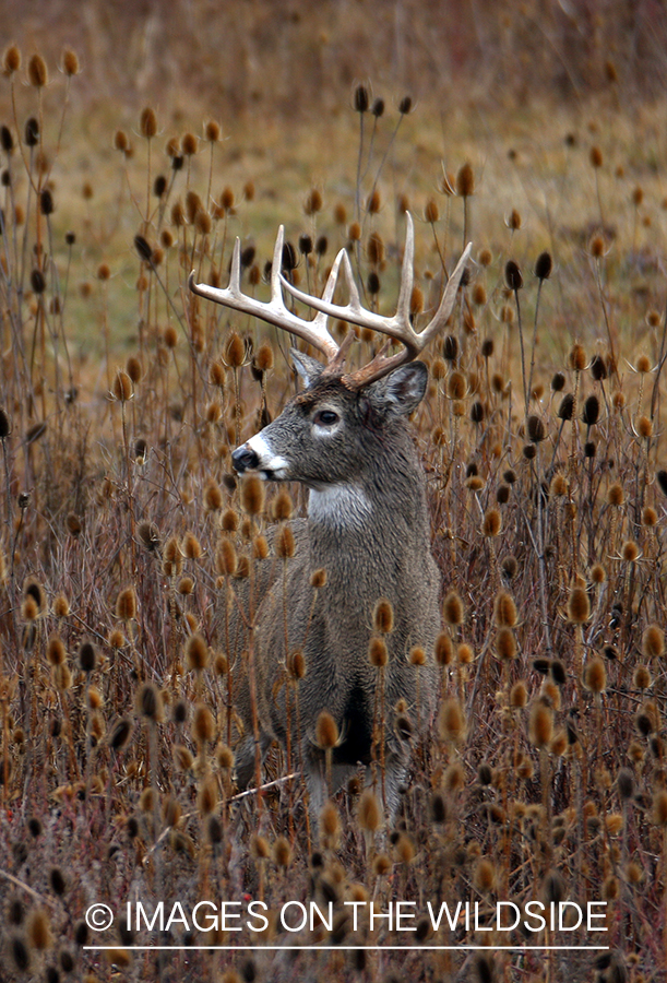 Whitetail Buck in Field