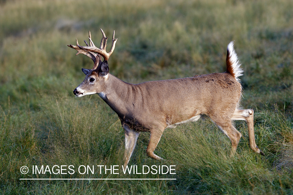 Whitetail buck in habitat