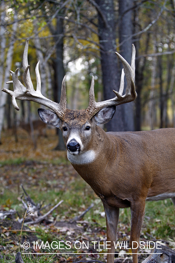 Whitetail buck in habitat