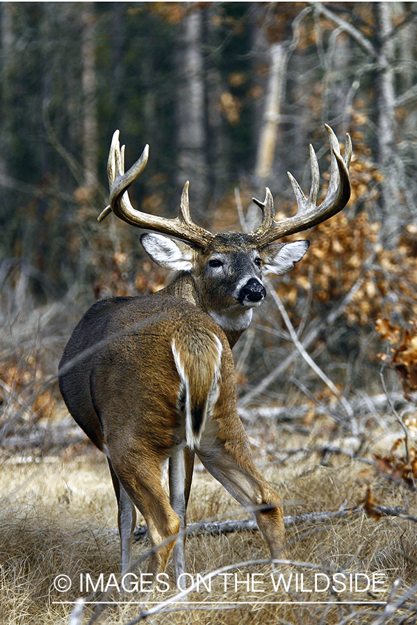 Whitetail buck in habitat.