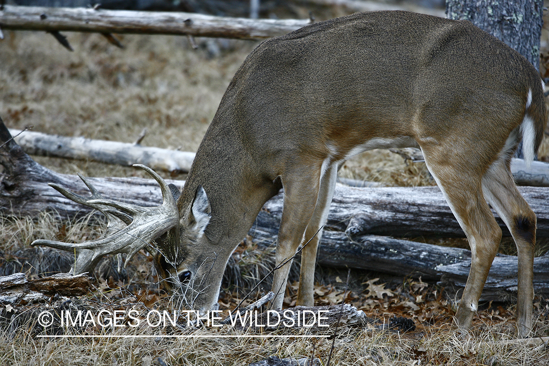 Whitetail buck in habitat.