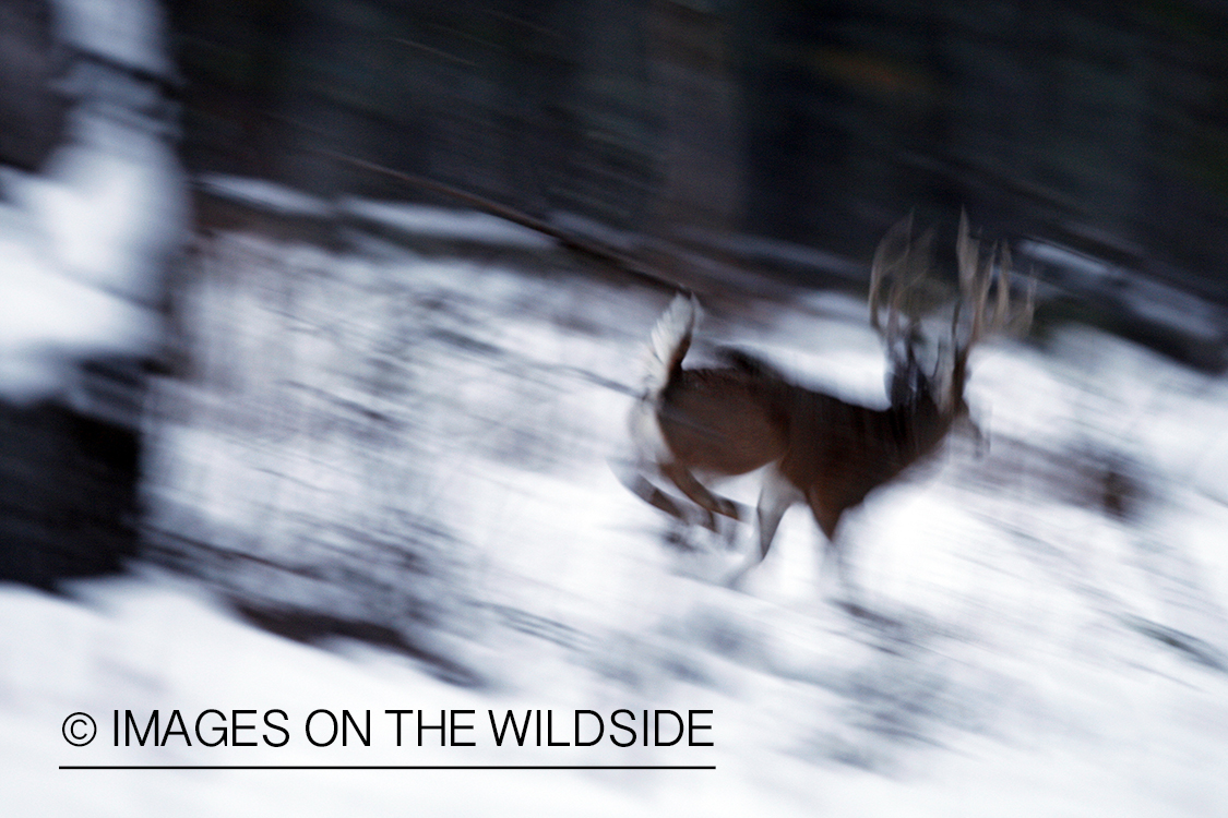 White-tailed buck in habitat.