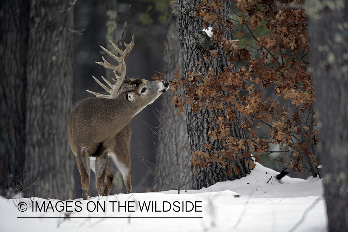 Whitetail in habitat