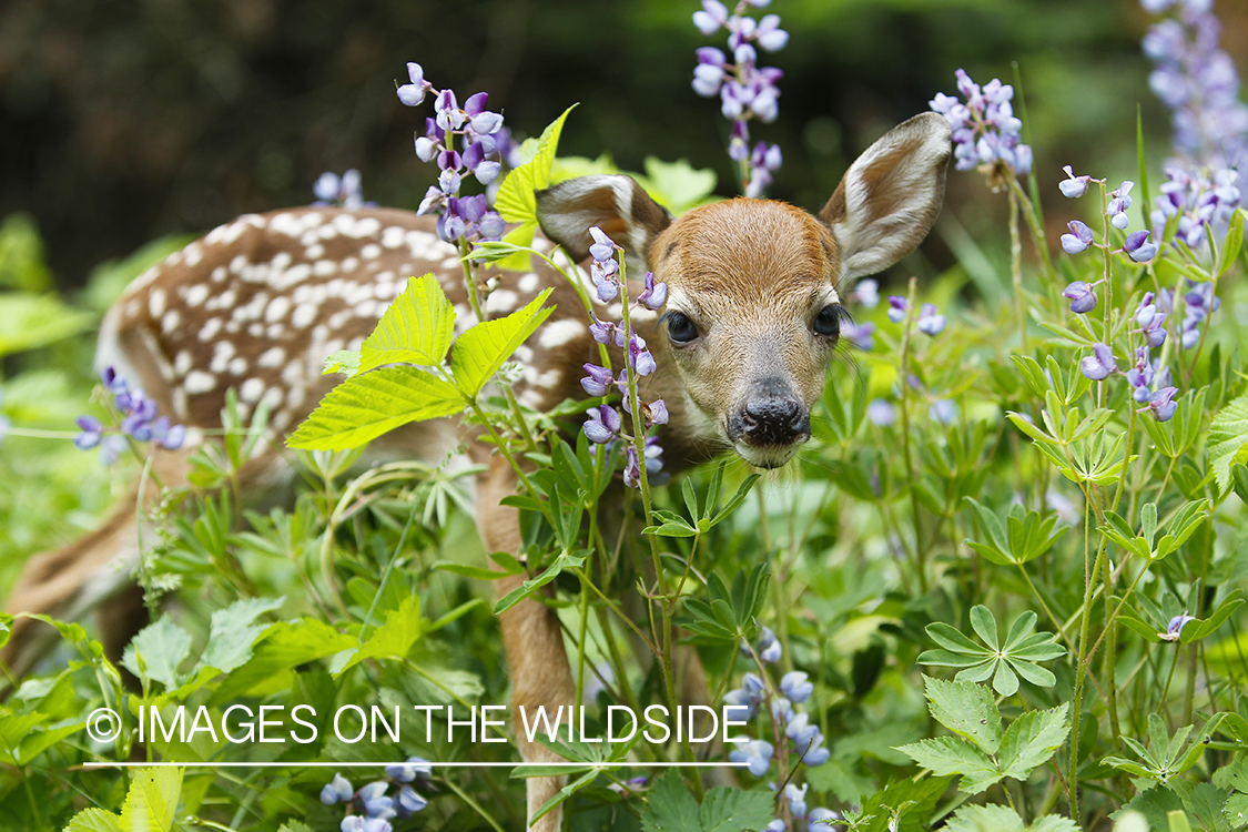 White-tailed Deer Fawns