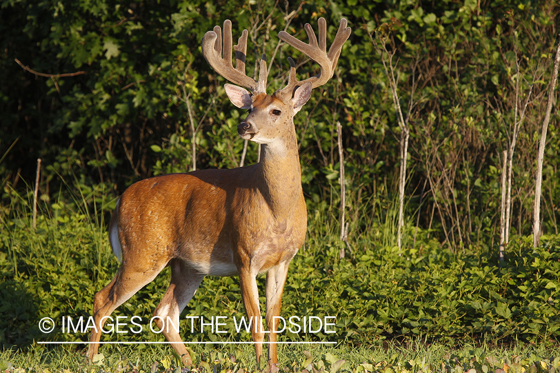 Whie-tailed deer apple creek