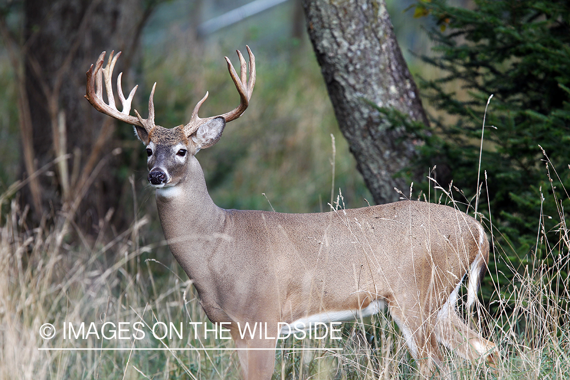 White-tailed buck in habitat