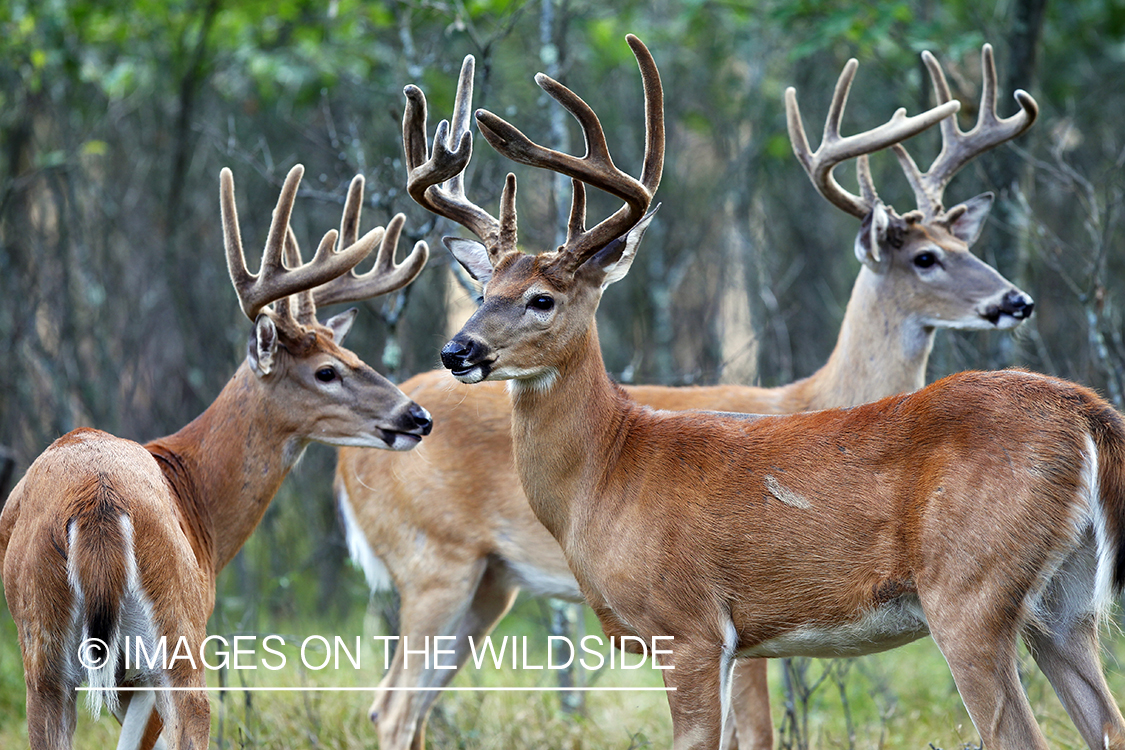 White-tailed bucks in velvet 