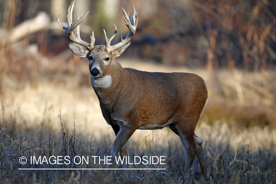 White-tailed buck in habitat. 