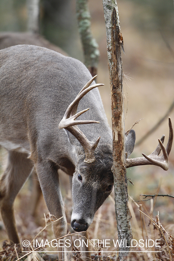 White-tailed buck rubbing tree. 