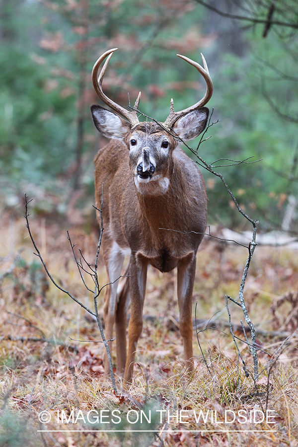 White-tailed buck in habitat. 