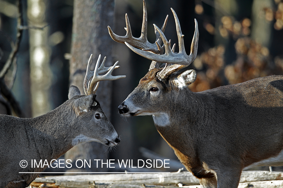 White-tailed bucks in habitat. *